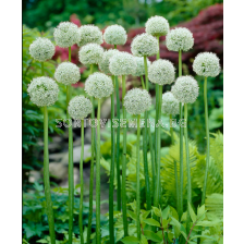 Декоративен лук White Giant/ Allium 'White Giant - 1 бр.