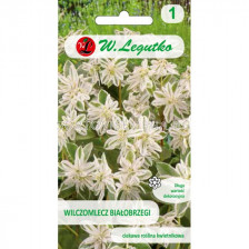 ЛГ ЕУФОРБИЯ Euphorbia marginata white-green