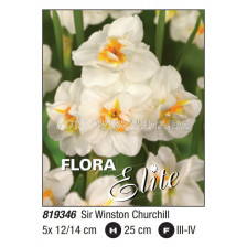 Нарцис/ multifl. Sir Winston Churchill - пакет: 1 оп. - 5 бр.
