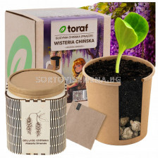 Тораф Комплект в кутия за отглеждане на глициния (вистерия)- 1 бр.