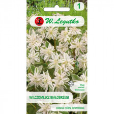 ЛГ ЕУФОРБИЯ Euphorbia marginata white-green