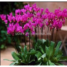 Додекатеон Red Wings/  Dodecatheon pulchellum - 1 брой