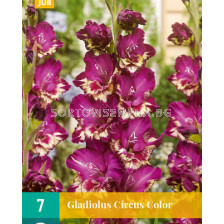 Гладиол Circus Color - Gladiolus large-flowered Circus Color