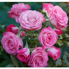 Роза Xenia (роза флорибунда) - Kordes - 1 брой
