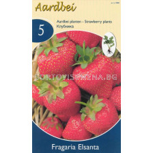 ягоди Elsantha - strawberry Elsantha