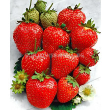 Ягоди (Strawberry) Ostara (целогодишни)