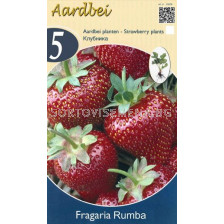 ягоди (Strawberry) Rumba
