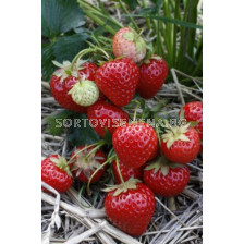 Ягоди Strawberry Elegance - Verpakt Edibles capper edibles Strawberry Elegance - 5 бр.