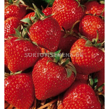 Ягоди Cambridge Favourite - Verpakt Edibles capper edibles Strawberry Cambridge Favourite