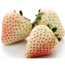 ягоди (Strawberry) White Pineberry 
