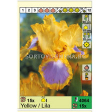 Ирис / Iris yellow/lila / 5 бр