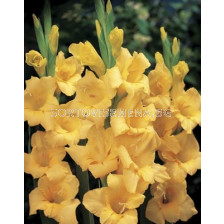 Гладиол/ Gladiolus large-flowered Yellowa 12/14 - 1 бр.