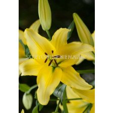 Лилиум Yellow Power - Lilium la-hybrids 'Yellow Power' 14/16 - 1 бр.