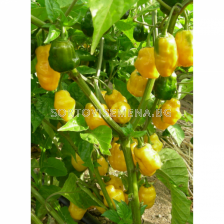 СЕМЕНА ПИПЕР ХАБАНЕРО ЖЪЛТ 100С PEPPER YELLOW HABANERO  