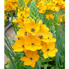 Гарвански лук жълт /Ornithogalum dubium yellow/ 1 бр