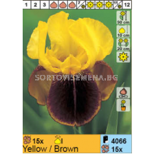 Ирис германика жълто-кафяв/ Iris Germanica Yellow/Brown - 1 брой
