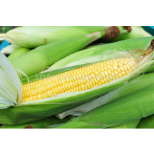 Семена Захарна царевица (Sugar corn) Sunrise F1
