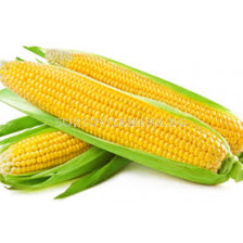 Захарна царевица (Sugar corn) Tasty Gold F1