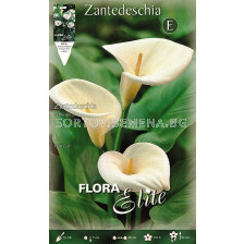 Кала (Calla) Zantedeschia Aethiopica
