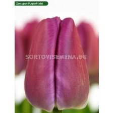 Лале/ Tulip darwin hybrid Purple Pride Zantupur - 1 бр.