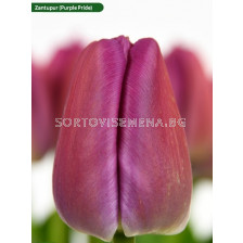Лале/ Tulip darwin hybrid Purple Pride Zantupur - 1 бр.