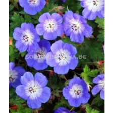 Здравец хималайски син Baby Blue