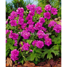 Здравец himalayense plenum