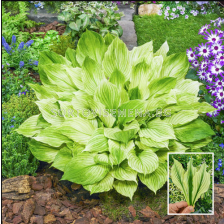 Хоста Zebra Stripes/ Hosta - 1 брой