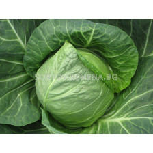 Семена Зеле Грийн Престо F1 - cabbage Green Presto F1