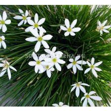 Зефирантес бял /Zephyranthus candida/ 1 бр