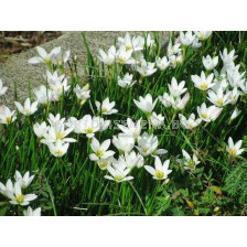 Зефирантес бял Zephirantes candida - 1бр