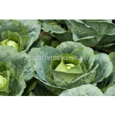 Семена зеле Сюприм Вантидж F1 - sortovisemena.bg Семена зеле Сюприм Вантидж F1