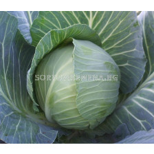 Семена Зеле Зелена Перла F1