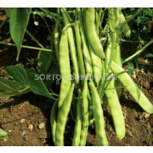 Семена зелен фасул Монкайо (плосък)