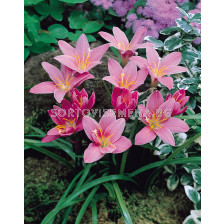 Зефирантес розов robustus / 1 оп-10 бр