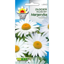 Хризантема Бяла маргарита - Chrysanthemum  leucanthemum - 1г