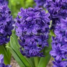 Зюмбюл/ Hyacinths double 'Twin Pearl' - 1 бр.