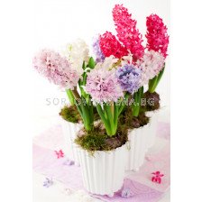 Зюмбюли - засадени - Hyacinths - planted