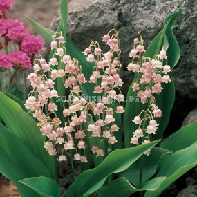 Момина сълза кичеста /Convallaria rosea /