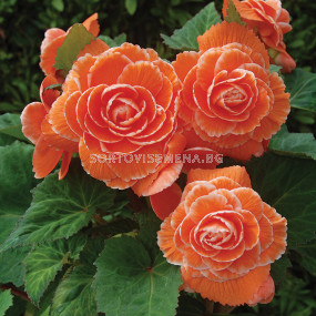 Бегония Лейс Априкот /  Begonia Lace apricot / 1 бр