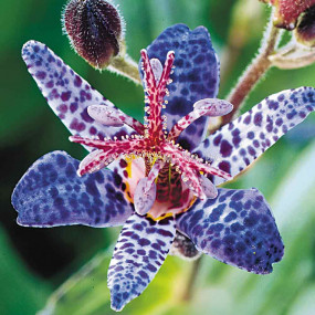 Орхидея - Трициртис /Tricyrtis Blue Spotted / 1 бр