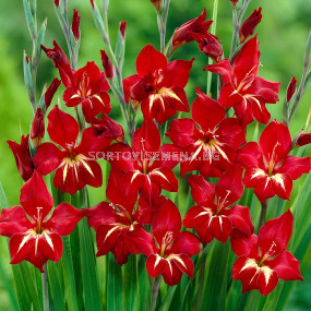 Гладиол /Gladiolus primulinus 'Claudia'/