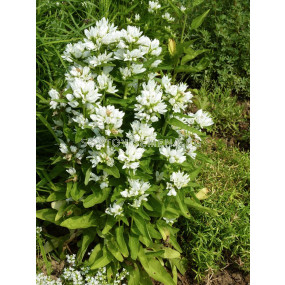 Камбанки бяла / campanula glomerata alba / 1 бр коренище 