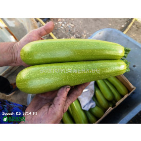 Семена Тиквички Язума/Yazuma F1 (3714)