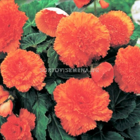 Бегония оранж / FIMBRIATA ORANGE/ 1 бр