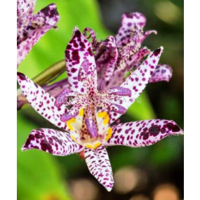 Орхидея - Tricyrtis purple beauty - 1бр