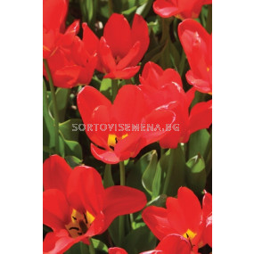 лале Fosteriana Madame Lefeber 