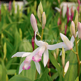 Земна орхидея /Bletilla striata 'Kuchibeni'/- 5 бр