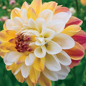 Далия Дабъл Джил /Dahlia decorative Double Jill / 1 оп ( 1 бр )