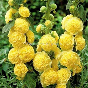 Градинска ружа /  Alcea Double Yellow / 1 бр			